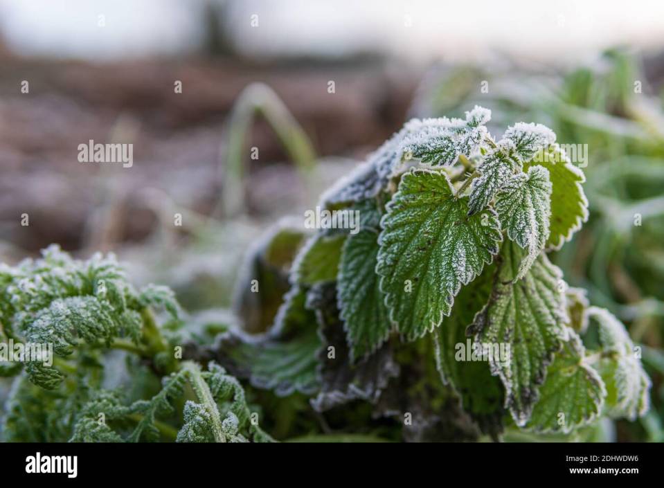 leaves-of-a-stinging-nettle-covered-with-ice-crystals-of-hoarfrost-on-a-winter-m.jpg