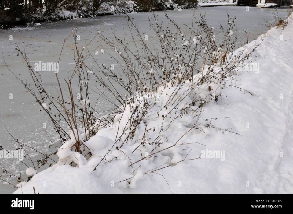 nettle-plants-urtica-dioica-in-snow-alongside-frozen-canal-BXP1K5.jpg